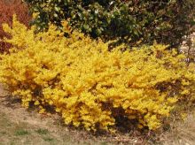 Forsythia avec une très belle floraison jaune vif